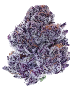Purple Punch Strain